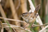 Southeastern (Worthington's) Marsh Wren (Cistothorus palustris)