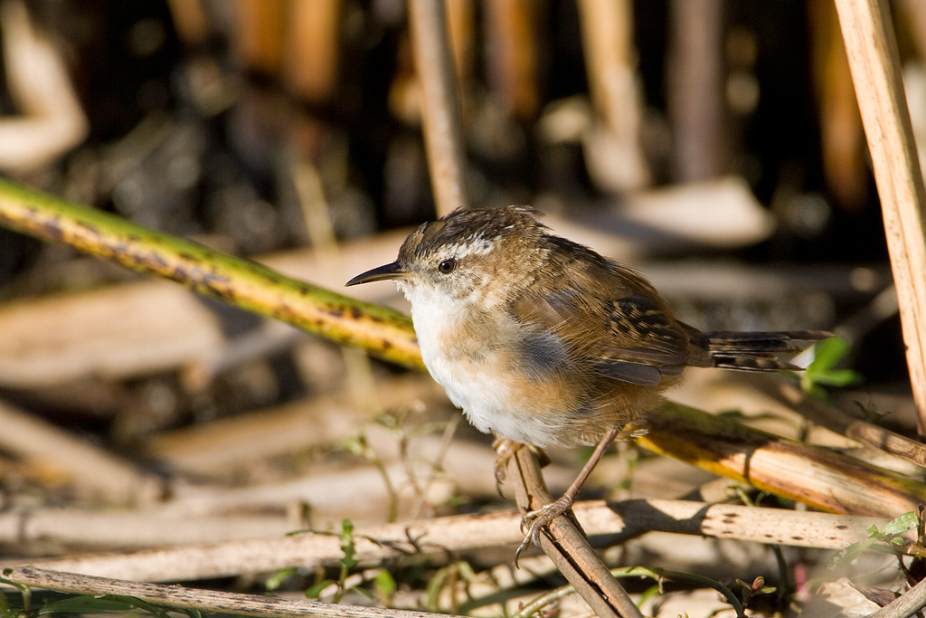 Marsh Wren (Cistothorus palustris)