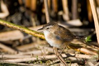 Marsh Wren (Cistothorus palustris)