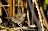 Marsh Wren (Cistothorus palustris)