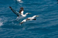 Masked Booby (Sula dactylatra)