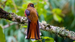 Masked Trogon (Trogon personatus)