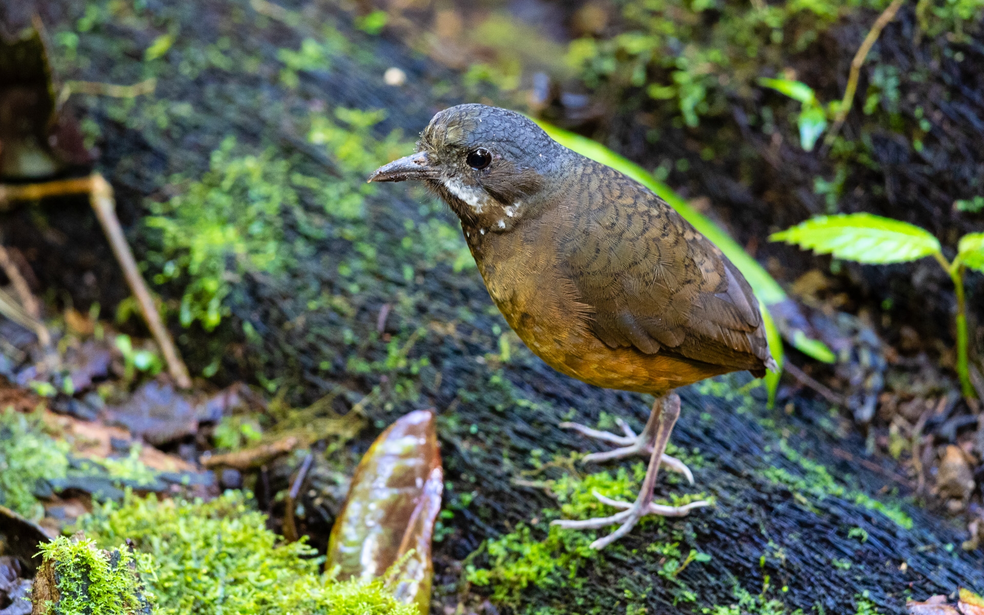 Moustached Antpitta  (Grallaria alleni)