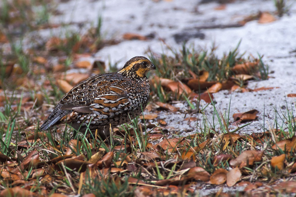 Northern Bobwhite (Colinus virginianus)