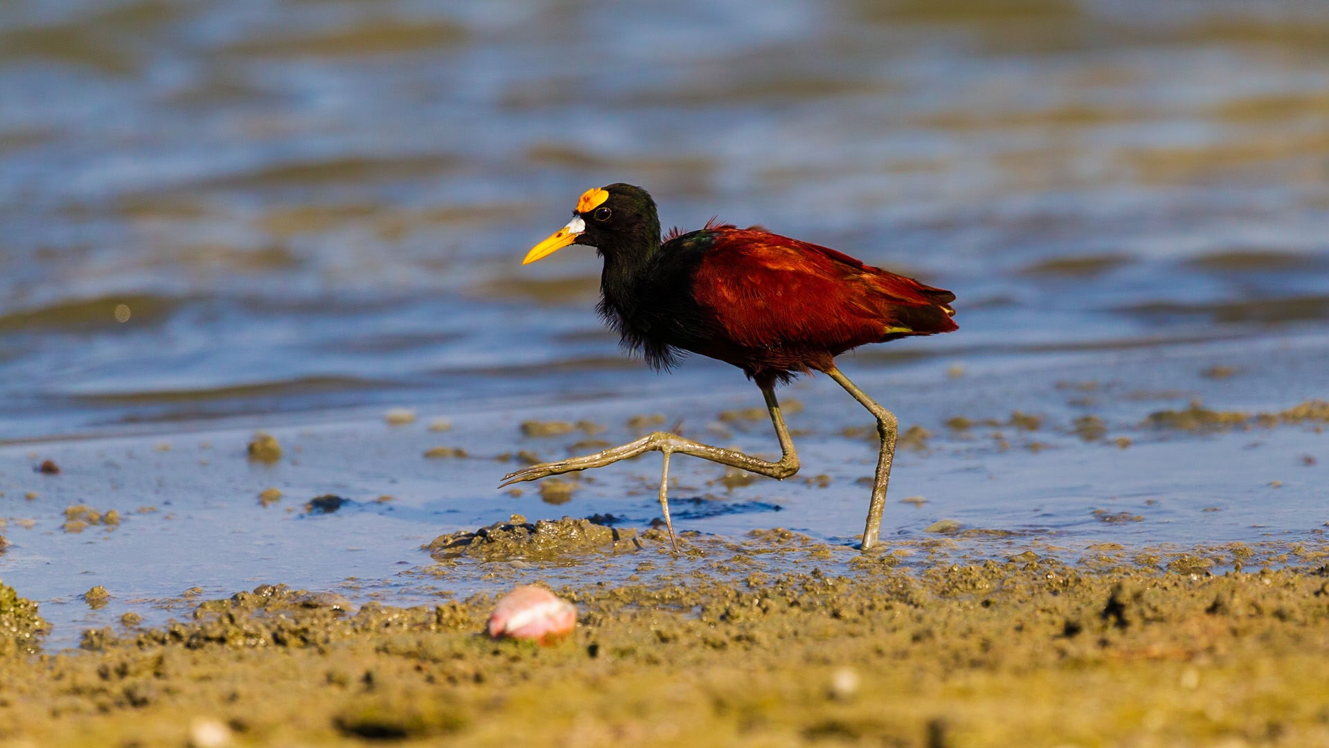 Northern Jacana (Jacana spinosa spinosa)