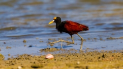 Northern Jacana (Jacana spinosa spinosa)