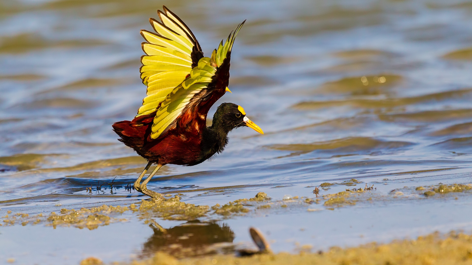 Northern Jacana (Jacana spinosa spinosa)