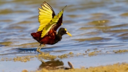 Northern Jacana (Jacana spinosa spinosa)