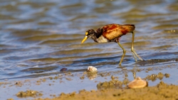 Northern Jacana (Jacana spinosa spinosa)