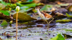 Northern Jacana (Jacana spinosa spinosa)