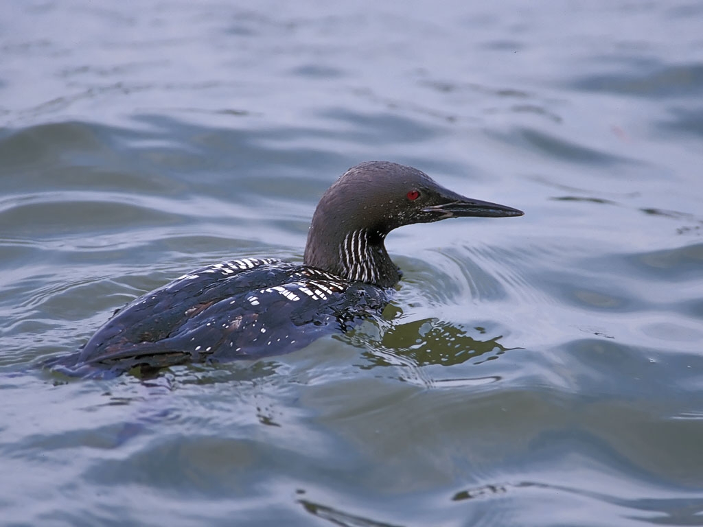 Pacific Loon (Gavia pacifica)