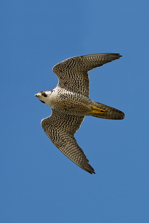 Peregrine Falcon (Falco peregrinus)