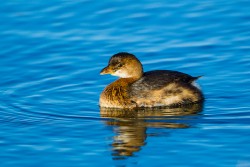 Pied-billed Grebe (Podilymbus podiceps)