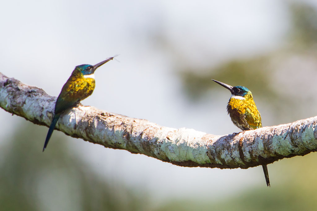 Purplish Jacamar (Galbula chalcothorax)