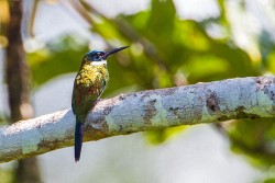 Purplish Jacamar (Galbula chalcothorax)