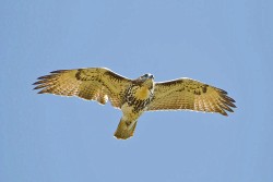 Red-tailed Hawk (Buteo jamaicensis borealis), eastern juvenile