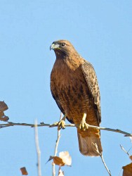 Red-tailed Hawk (Buteo jamaicensis calurus) rufous morph