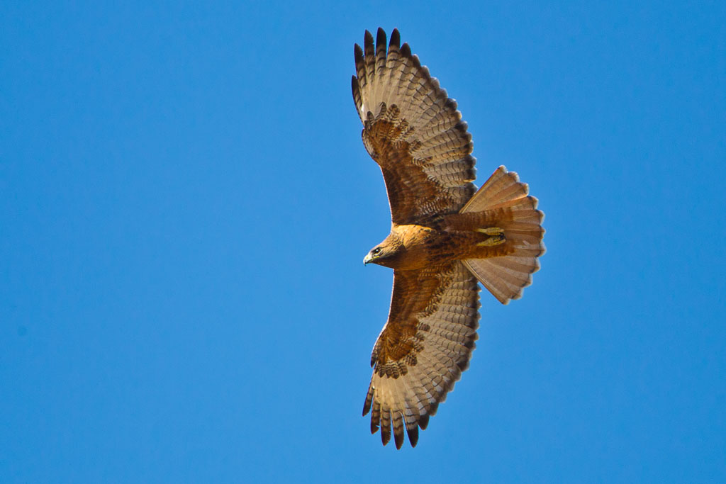 Red-tailed Hawk (Buteo jamaicensis calurus) rufous morph