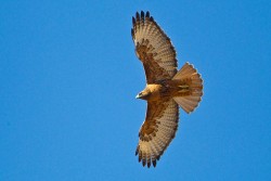 Red-tailed Hawk (Buteo jamaicensis calurus) rufous morph