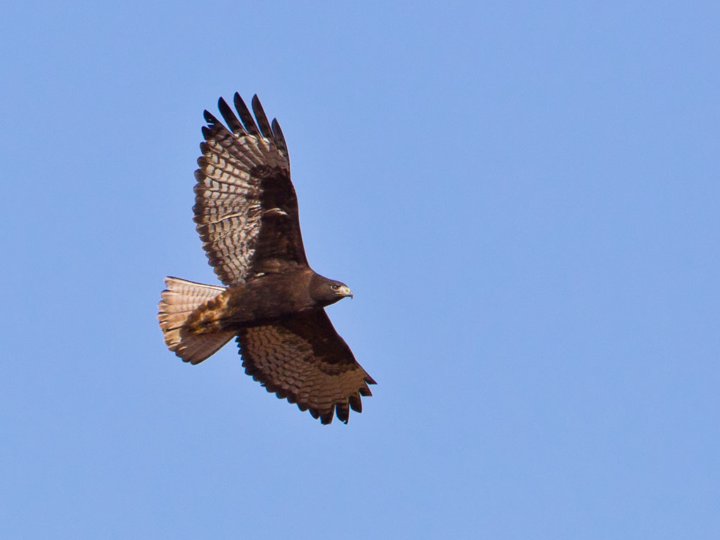 Red-tailed Hawk (Buteo jamaicensis calurus)