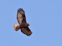 Red-tailed Hawk (Buteo jamaicensis calurus)