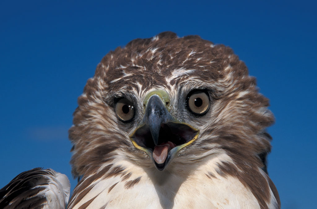Red-tailed Hawk (Buteo jamaicensis borealis), eastern