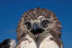Red-tailed Hawk (Buteo jamaicensis borealis), eastern juvenile