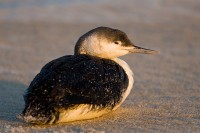 Red-throated Loon (Gavia stellata)