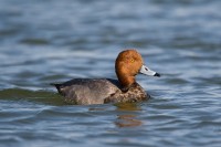 Redhead (Aythya americana)