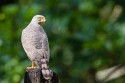Roadside Hawk (Rupornis magnirostris)