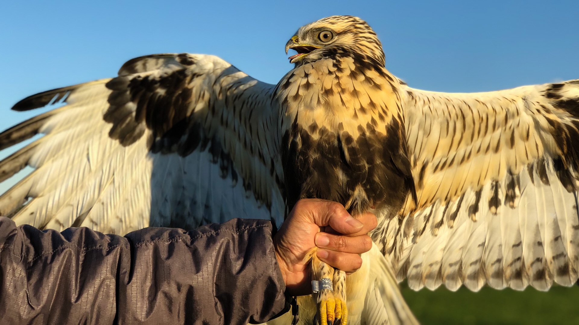 Rough-legged Hawk (Buteo lagopus)