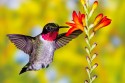 Ruby-throated Hummingbird (Archilochus colubris) on Coppertips (Crocosmia sp.)