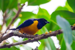 Rufous-bellied Euphonia (Euphonia rufiventris)