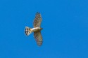 Sharp-shinned Hawk (Accipiter striatus)