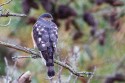 Sharp-shinned Hawk (Accipiter striatus)