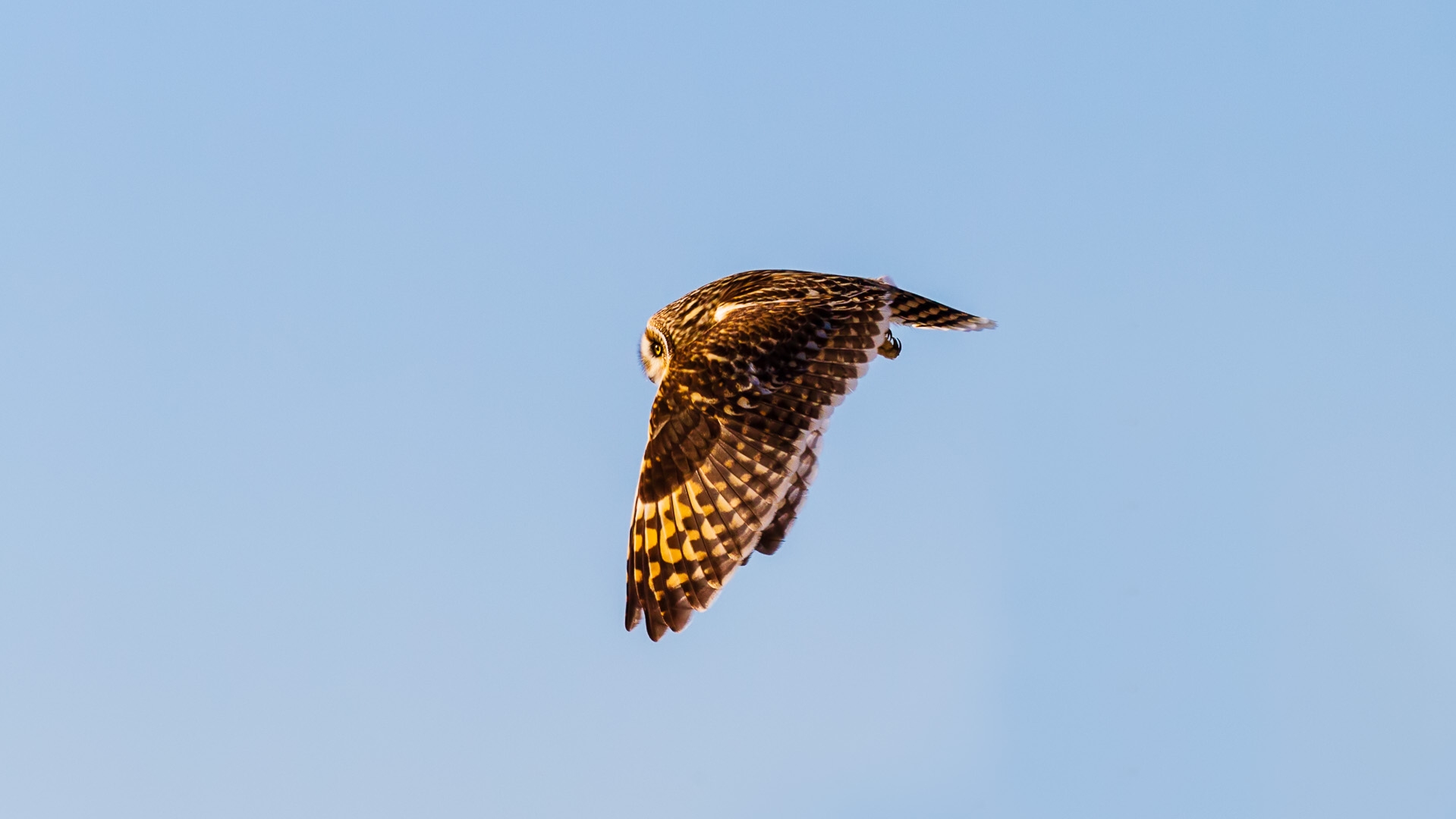 Short-eared Owl (Asio flammeus)
