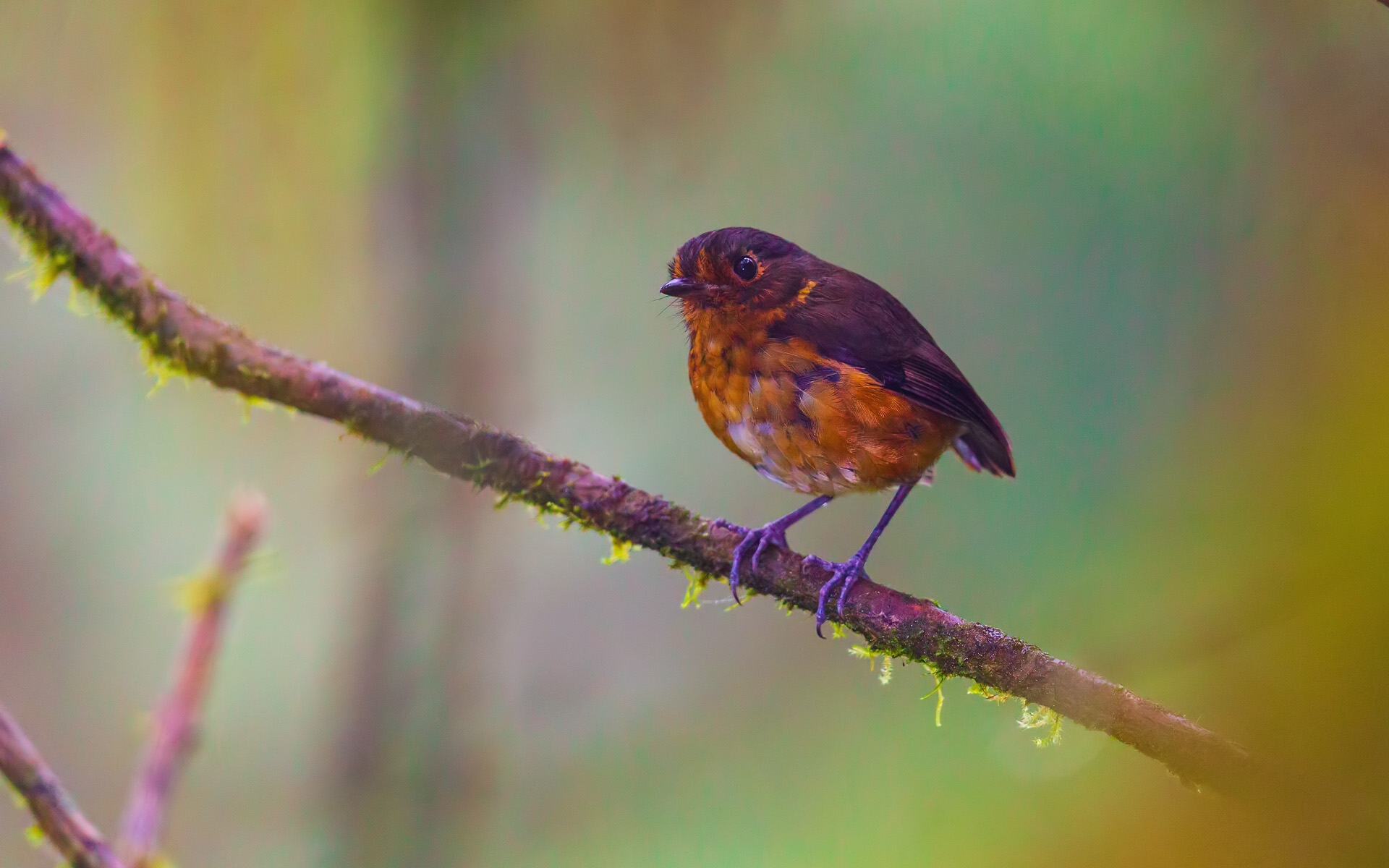 Slate-crowned Antpitta (Grallaricula nana)