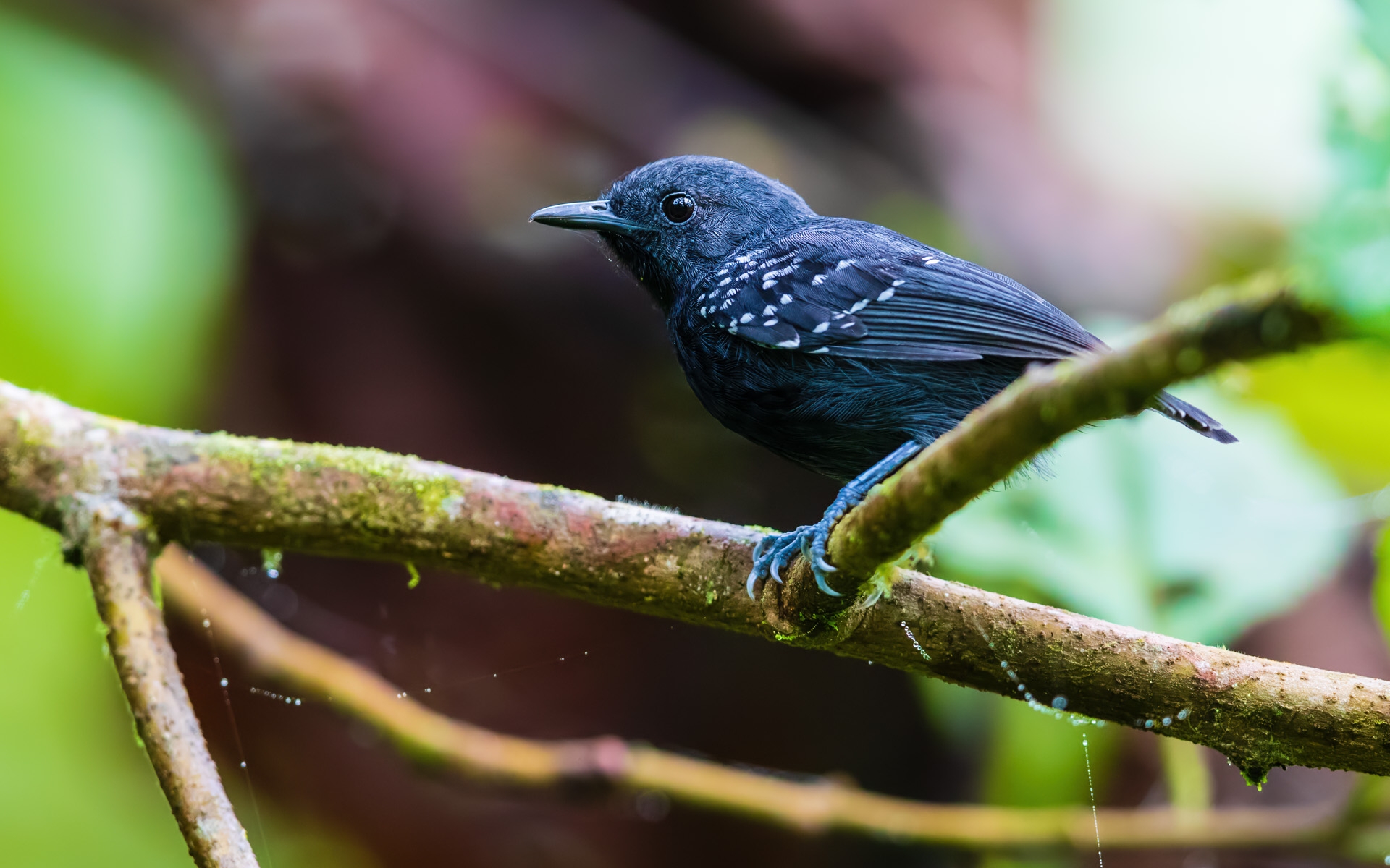 Slaty Antwren (Myrmotherula schisticolor)