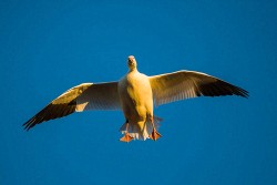 Sandhill Crane (Grus canadensis)