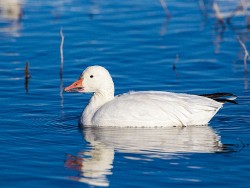 Snow Goose (Chen caerulescens)