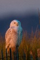 Snowy Owl (Bubo scandiacus)