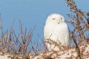 Snowy Owl (Bubo scandiacus)