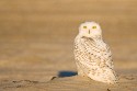 Snowy Owl (Bubo scandiacus)