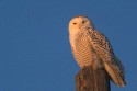 Snowy Owl (Bubo scandiacus)
