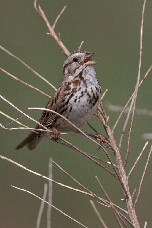 Song Sparrow (Melospiza melodia)