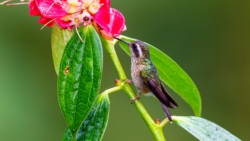 Speckled Hummingbird (Adelomyia melanogenys)