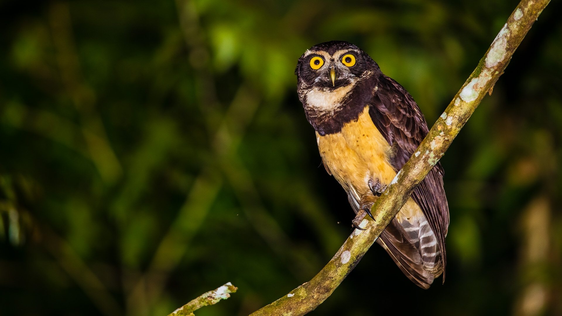 Spectacled Owl (Pulsatrix perspicillata)