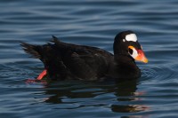 Surf Scoter (Melanitta perspicillata)