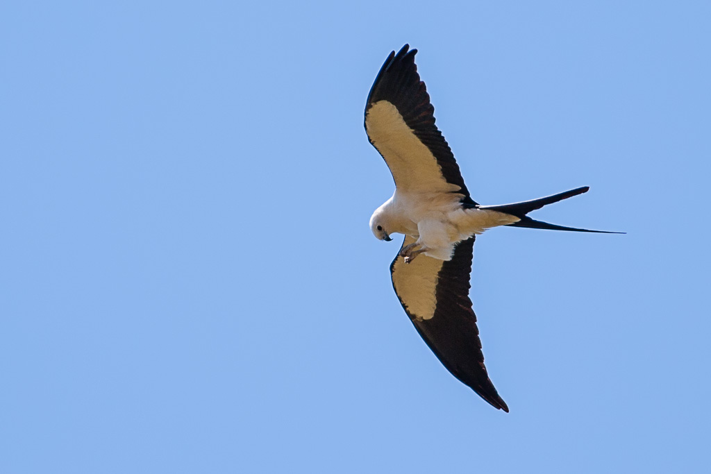 Swallow-tailed Kite (Elanoides forficatus)