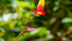 Sword-billed Hummingbird (Ensifera ensifera)